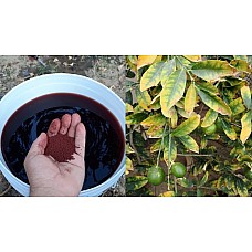 علاج اصفرار اوراق الليمون وتساقط أزهار و ثمار الليمون مع خدمة دعم لمدة 6 أشهرعلى واتس اب للإجابة على كل إستفساراتكم