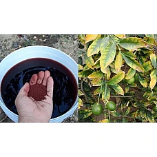 علاج اصفرار اوراق الليمون وتساقط أزهار و ثمار الليمون مع خدمة دعم لمدة 6 أشهرعلى واتس اب للإجابة على كل إستفساراتكم